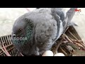 ଘରେ ପାରା ରହିଲେ କଣ ହୋଇଥାଏ… what happens if there is pigeon in the house...