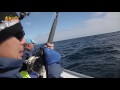 第32集：澳洲钓获蓝鳍金枪鱼，顶级刺身随便吃 bluefin tuna catch and cook in portland australia