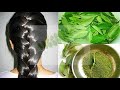 ਕੜ੍ਹੀ ਪੱਤੇ ਦੇ ਹੈਰਾਨ ਕਰਨ ਵਾਲੇ ਫਾਇਦੇ health benefits of curry leaves new research 2017 gdv