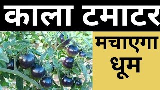 Black Tomato |Farming Today|