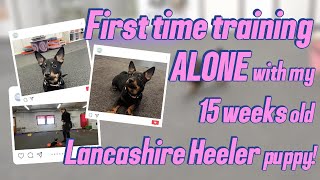 First time training with my LANCASHIRE HEELER puppy!