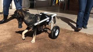 Angel- dog with wheelchair