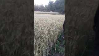 Black Wheat | #Reality of #black wheat#virals#trending