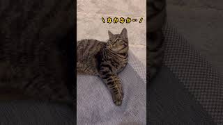 まだ猫じゃらしに慣れてなかった時のねこ #猫 #猫のいる暮らし #ねこ ◇台詞:音読さん◇BGM:しゃろう