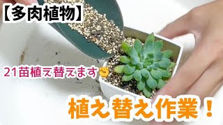 【多肉植物】秋の植え替え作業！21苗植え替えます！