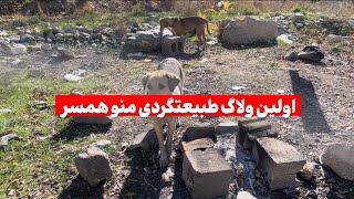 اینم از اولین ولاگ طبیعت گردیمون اویدئو بعدی تو طبیعت پیتزا میخوایم درست کنیم با من همراه باشید 😍❤️