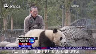 Tingkah Laku Lucu Panda Kembar Bergulat - NET24