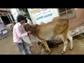 shaanse cow