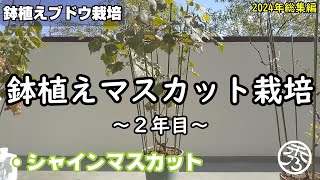 鉢植えシャインマスカット栽培2年目 2024 ～総集編～