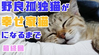 【保護猫】保護子猫の幸せ、保証します【子猫保護計画_最終回】