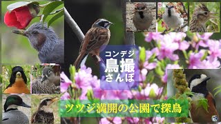 コンデジ鳥撮散歩　ツツジ満開の公園で探鳥　兵庫県・北播磨