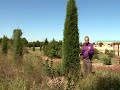 columnar trees fit narrow spaces