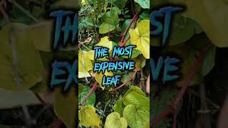 hapid in Ifugao, gawed in ilokano the most expensive leaf I've ever known.