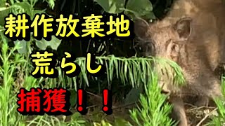 イノシシ捕獲15【くくり罠】【有害鳥獣駆除】