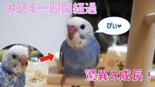 セキセイインコ雛の驚異的成長 インコ日記#5