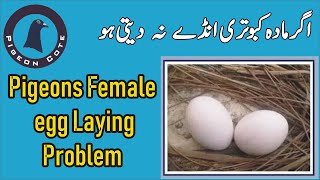 Pigeon Egg Laying Issue | Pigeon Egg Binding Treatment | Aandon Se band Kabutari ka ilaj