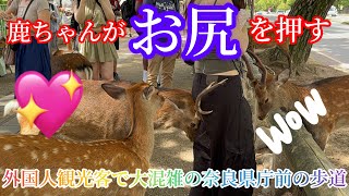 鹿ちゃんがお尻を押す☺️外国人観光客で大混雑の奈良県庁前🦌