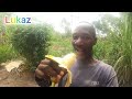 giant bananas of my village in africa kakamega in kenya