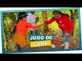 Sacando jugo de caña en trapiche artesanal