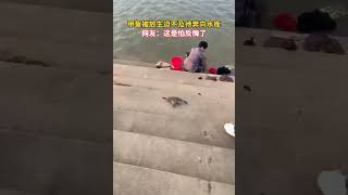 放生的甲魚迫不及待狂奔水庫，甲魚：就怕你到時候反悔把我給頓了