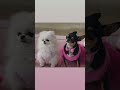 paris hilton hotel advertisement paris hilton prince diamond baby cihuahua furbaby furkids