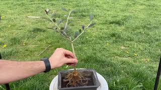 Olive tree bonsai first pruning and root work (May, 2021)