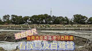 台南市安南區港仔西路邊看候鳥及白鷺鷥  Watch migratory birds and egrets on the roadside