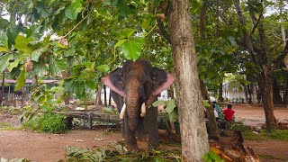 Pulathisi Raja Tusker කෝට්ටේ පෙරහැර ලස්සන කරන දළදා මාළිගාවේ ඇත් පංතියේ කෝඩුකාරයා පුලතිසි රාජා