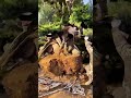 large relic bonsai shaped like an octopus and a group of dragon like junipers are being potted