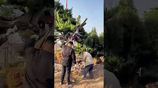 Large relic bonsai, shaped like an octopus, and a group of dragon-like junipers are being potted