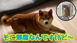 飼い主の近くで居たいだけなのに邪魔者扱いされる柴犬【ちゃちゃ丸】