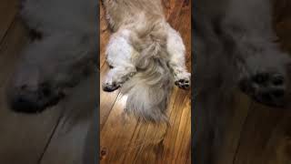 動画67.股関節が柔らかい犬 shihtzu puppy #shorts