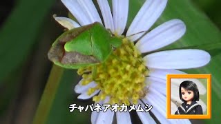 30秒の心象風景25815・野菊の花に～チャバネアオカメムシ～