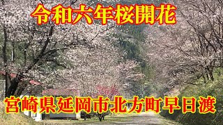 令和六年桜開花　宮崎県延岡市北方町早日渡　平成６年３月１８日