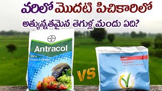 Antracol vs Polyram | best paddy fungicide in telugu #polyram #antracol