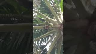 বাদুড়ের নারকেল খাওয়া | Bats eating coconuts | #bats #shorts  #ytshorts