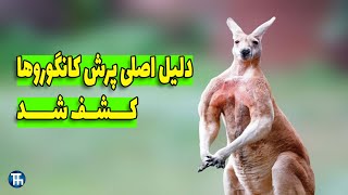 کانگورو ها چرا انقدر میپرن؟ #کانگورو