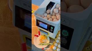 Fried egg cooking innovation from China