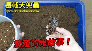 【山林蟲坊】長戟大兜蟲非典型投產 | Dynastes hercules: An Atypical Breeding Story