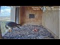 falconcam project 2022 09 01 xavier feeds eggs again