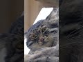 【マヌルネコ】ゴロンとナル君おやすみなさい💤 shorts manul pallascat pallasscat マヌルネコ