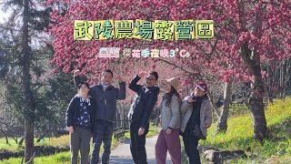 武陵農場家人露營❤️雪山登山口/雪霸國家公園/海拔2140m/晚上3°C/櫻花季/小木屋/賞櫻@hirosifeng