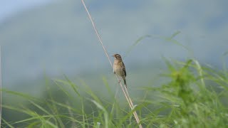 北富士演習場のホオアカ（幼鳥）その３（4K60P動画）