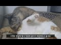 고양이 똥꼬 그루밍 asmr 친구의 똥꼬를 핥아주는 고양이