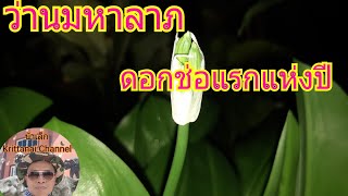 ชมไม้ยามราตรีกับน้าเล็ก#: ว่านมหาลาภ ไม้มงคลแห่งโชคลาภ ออกดอกช่อแรกแห่งปี