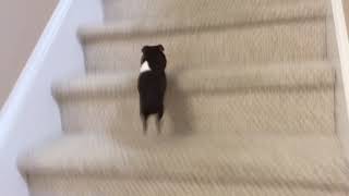 Guinea pig climbing stairs