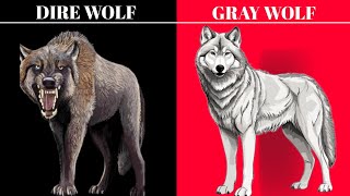 Dire wolf vs Gray wolf full comparison