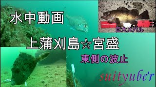 水中動画　上蒲刈島・宮盛東の波止