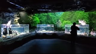 【アクアリウム】かざすAI図鑑とQRコードで楽しむ水族館　〜カワスイ〜（LINNE LENS）