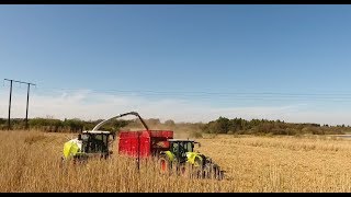 Harvesting Miscanthus Grass 2017